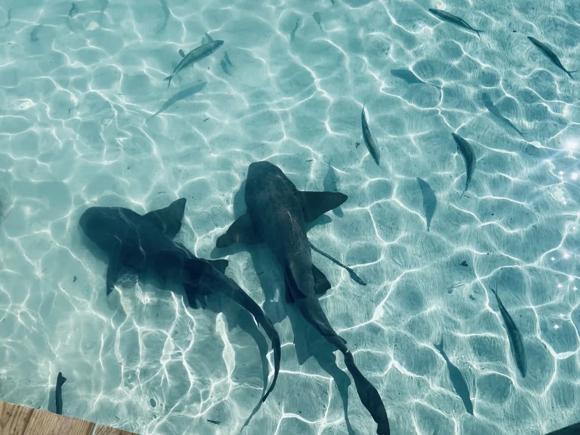 Compass Cay — Nurse Shark Dock