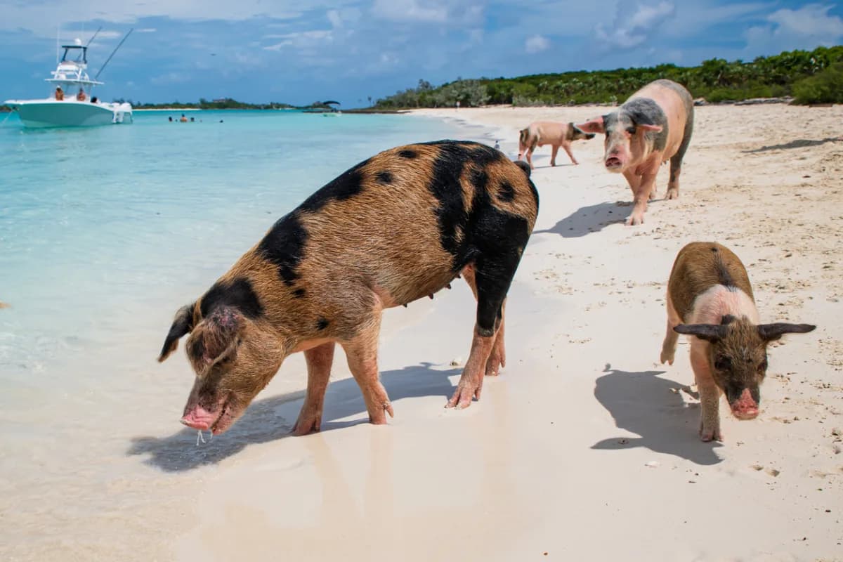Swimming Pigs, Big Major Cay