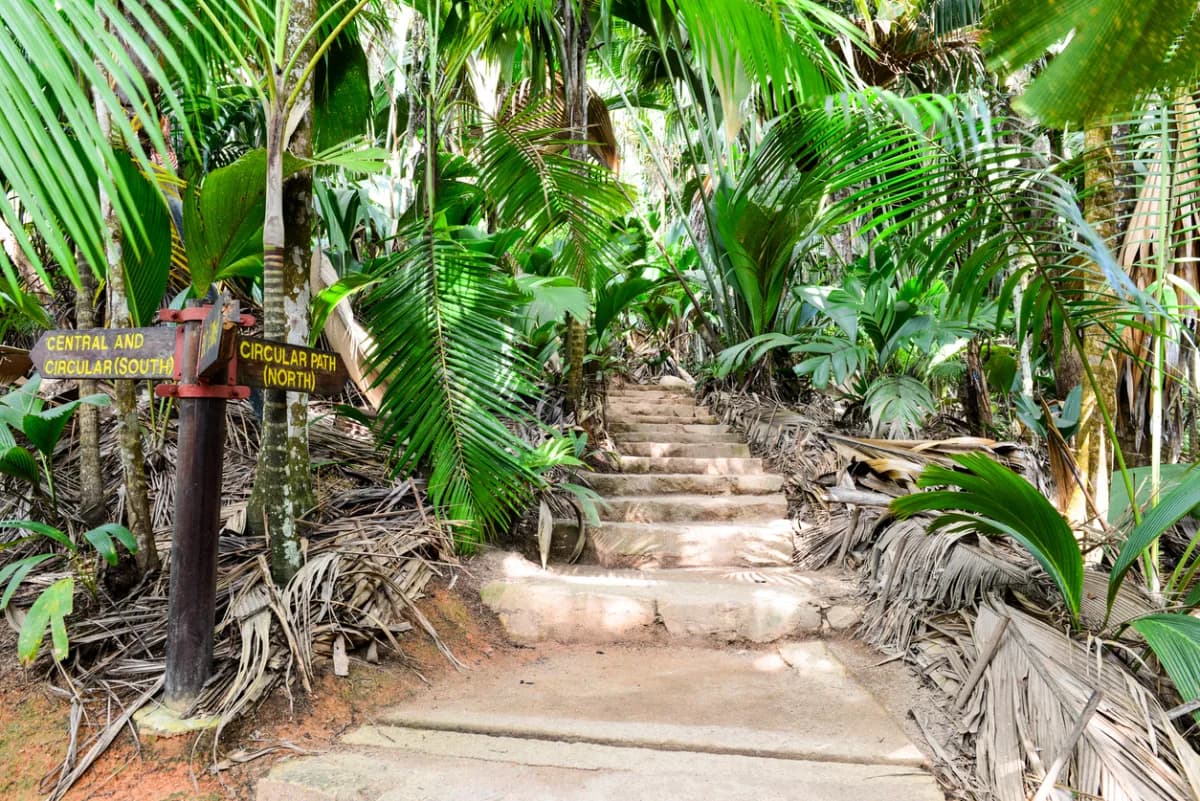 Vallée de Mai, Praslin (UNESCO)